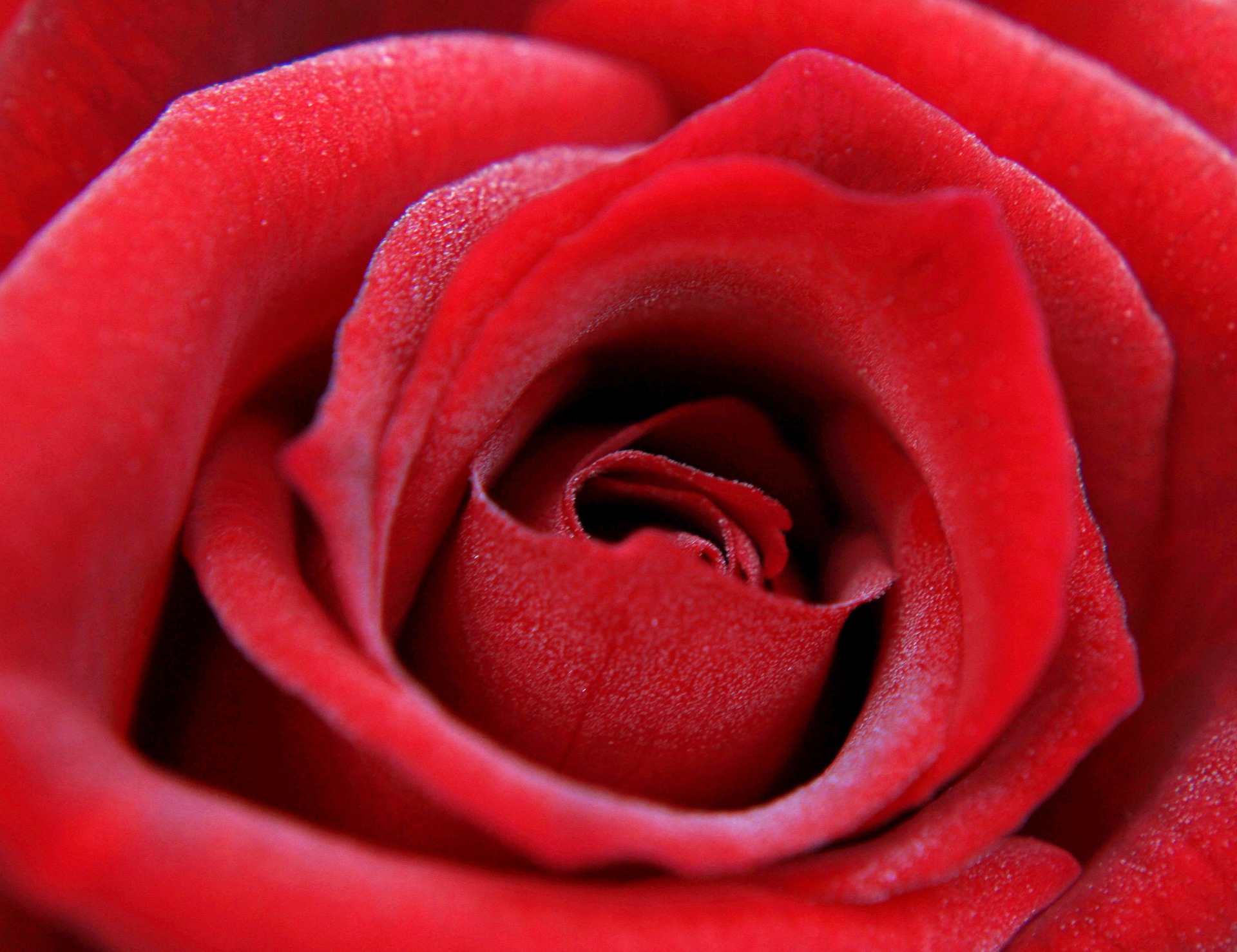 red-rose-4482540_1920.jpg